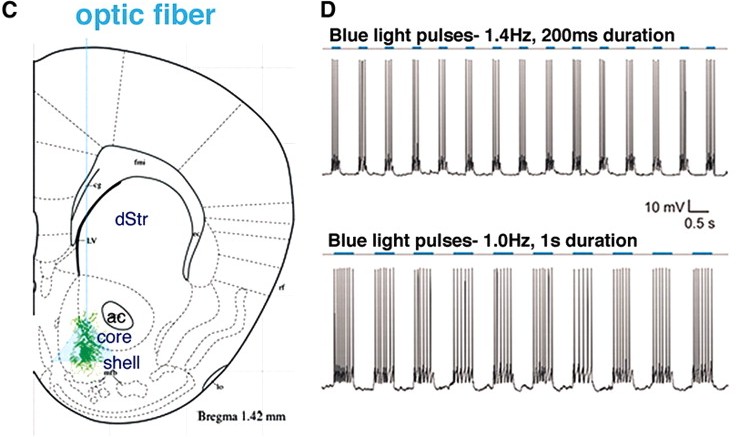 Optogenetic stimulation in the Nucleus Accumbens